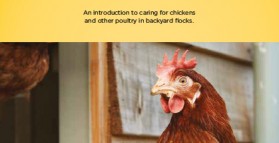 A guide to caring for backyard chickens