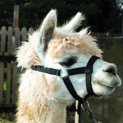 Bainbridge Halter for Alpacas A2131-A 