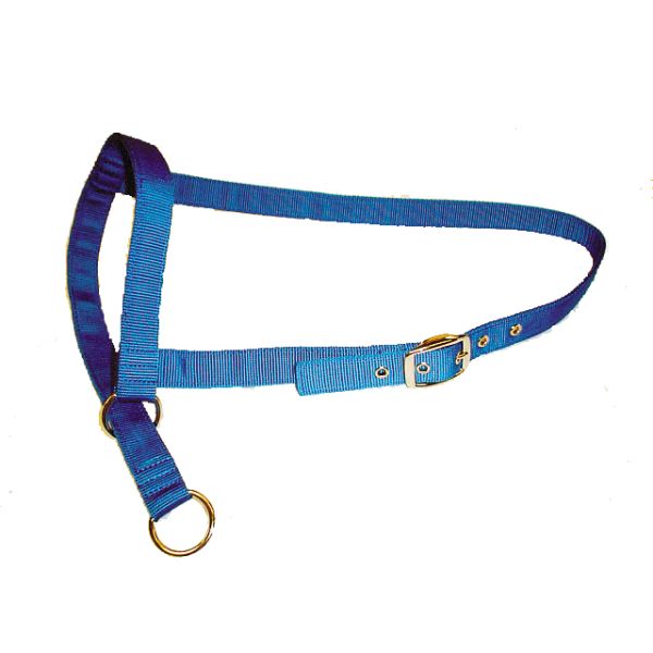 Leading Halter Cow A2186