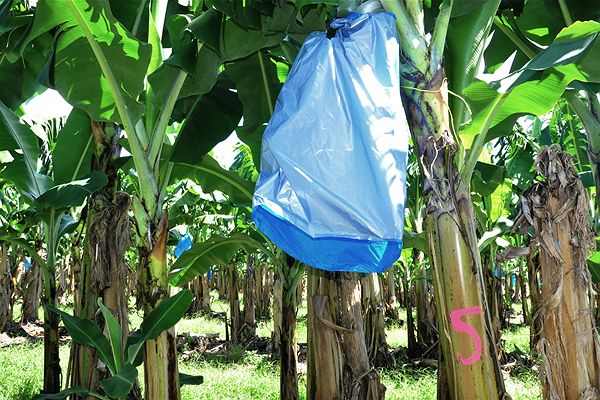 Banana Bag Bunch Cover Blue/Silver 