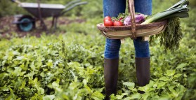 Stepping into Spring: 5 Tips to Prepare Your Veggie Garden