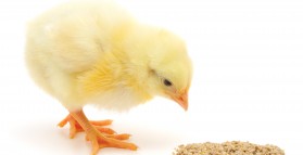 Hints on Rearing BOND Day Old Meat & Layer Chicks