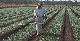 New herbicide in onions shows promise 