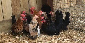 Coccidiosis in Chickens