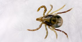 Paralysis Ticks