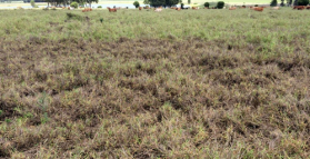 Do you have pasture dieback?