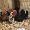 Coccidiosis in Chickens