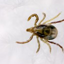 Paralysis Ticks