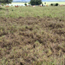 Do you have pasture dieback?